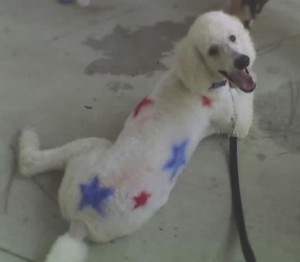 a very patriotic poodle